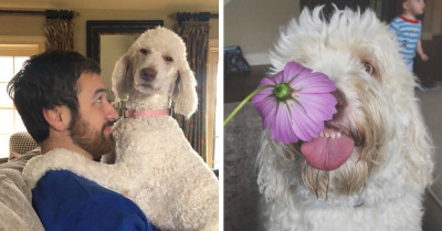 36 Moments That Prove That Dogs Are The Best Absolute Weirdos