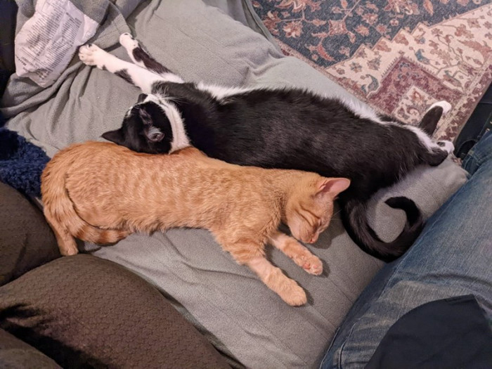 He's cuddling with a foster kitten from another litter named Anya