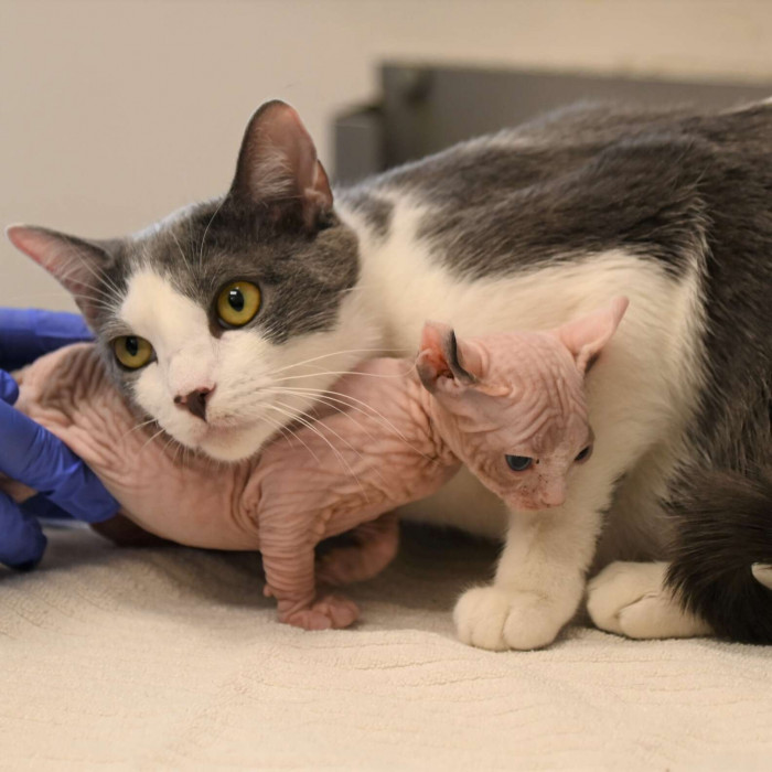 The shelter staff knew they had to bring in a cat mom. But, they were afraid if she wouldn't accept this 