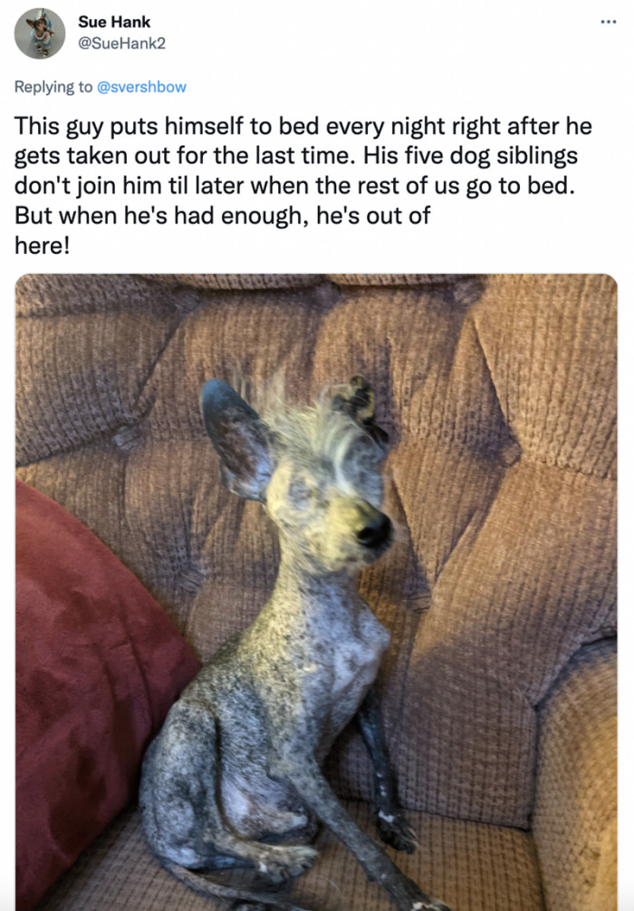 10. When this dog has had enough for the day, he takes his bum and hits the bed