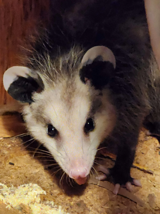 The OP obliged with a picture of one of the babies.