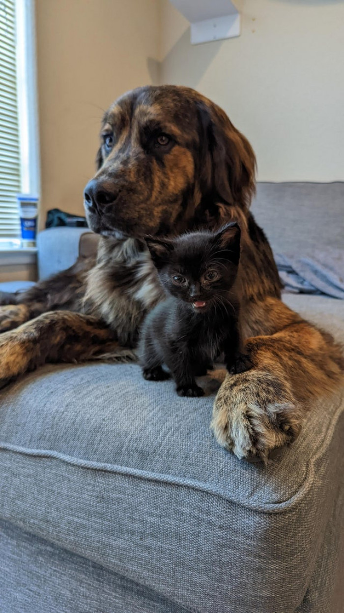 20. "My Big Dog and Tiny Foster Kitten Adore Each Other [OC]"