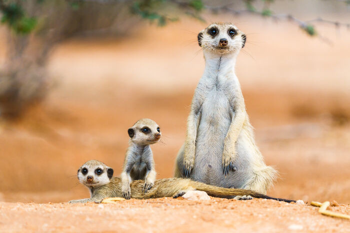 Photographer Anette crouches near wild meerkats, welcoming visitors with friendly curiosity