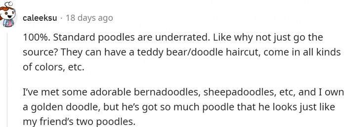 Why not get a standard poodle?