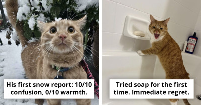 50 Orange Cats Who Clearly Think They’re the Stars of the Show