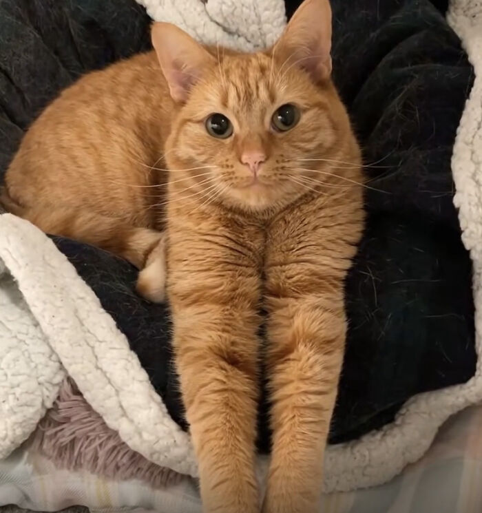 42. Those are not paws — those are perfectly aligned breadsticks of power.