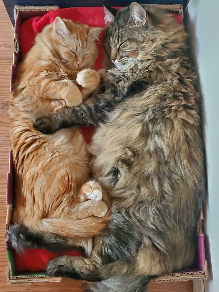 35. Our 18-Year-Old Cat Sleeping With Our 8-Month-Old Kitten