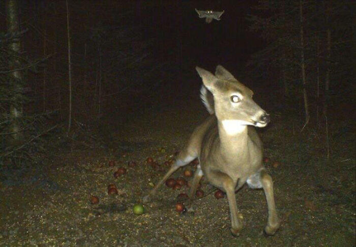 45. A Deer Spooked By A Flying Squirrel