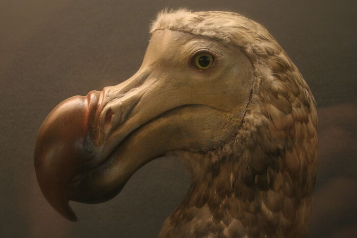 Dodo Bird - Extinct 1662