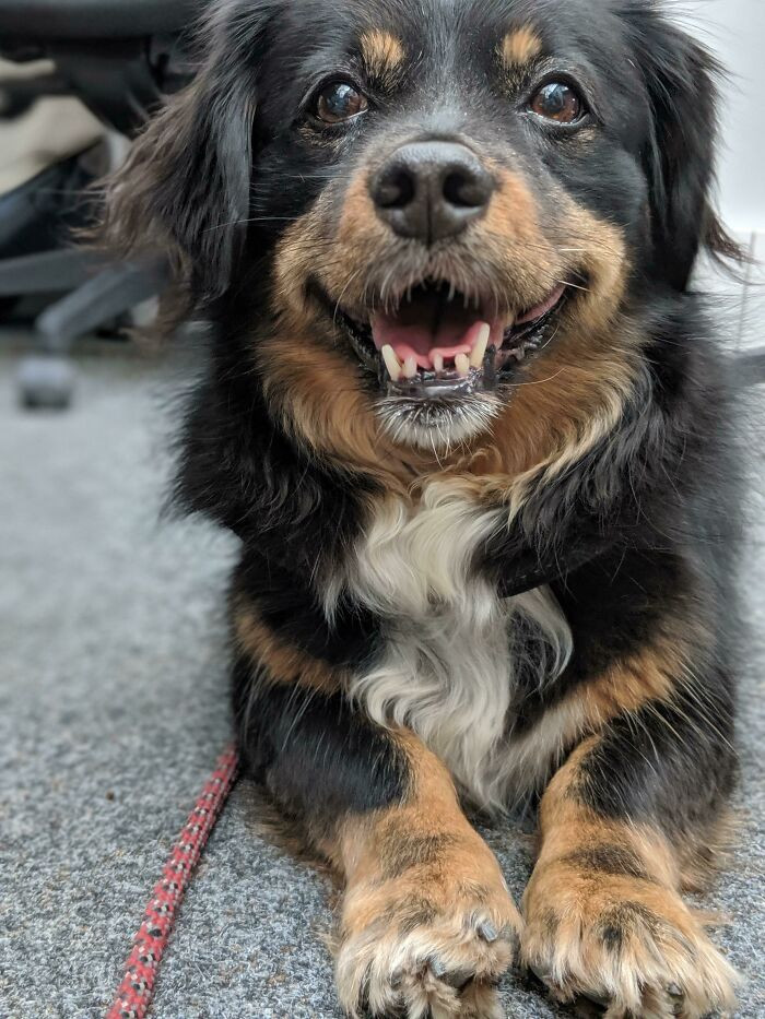 37. "Happy rescue from Romania!"