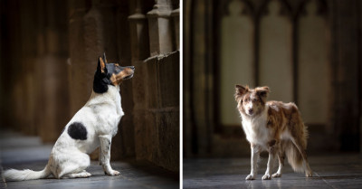 Meet These 10 Cute Dogs Who Deserve A Spot In Hogwarts