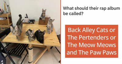 Cat Owner Turns To Reddit To Crowd Source Their Kitty-Squad's Rap Album Title