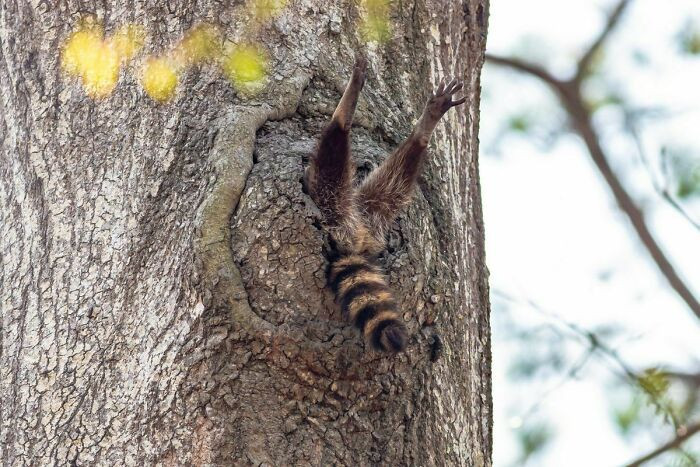 36. Raccoon gets stuck in a tree like this