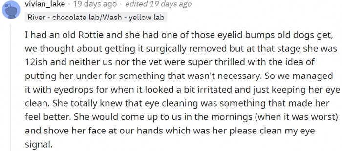 This Rottie was suffering from eyelid bumps. And she knew her hooman was trying to help.