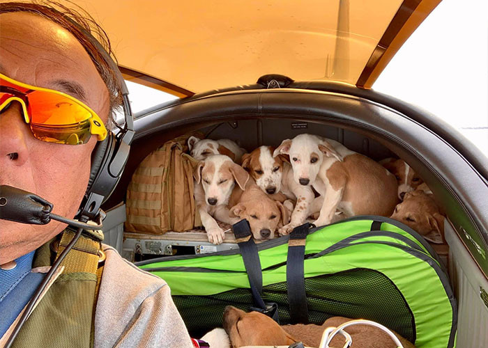 David has been helping rescue animals by flying since 2012, and he has already flown about 360 dogs, 23 cats, some goats, pigs, and even a bat named Bruce!