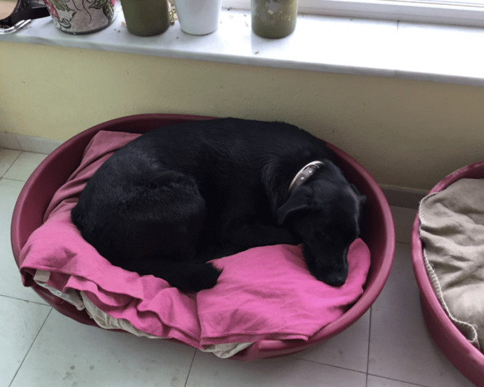 14. According to the owner: