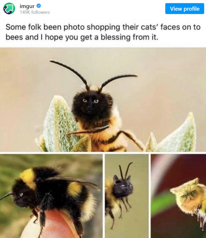 1. Apparently, photoshopping cats' faces on bees are a thing now. Can't say we're complainin, though, because...just look at it!