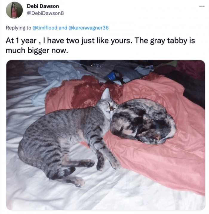 6. One year later, some people can look back fondly on their decision to adopt a stray or feral cat.