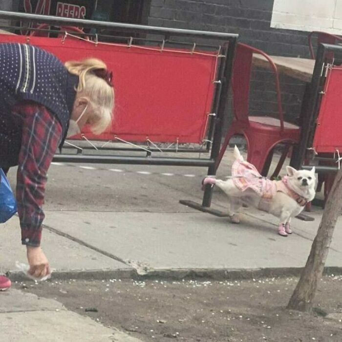 27. Everyone, meet the cute ballet dog