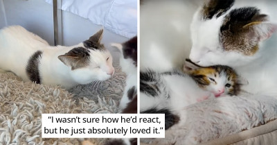 Strong and Tough Former Feral Cat Has the Funniest Reaction When He Meets a Kitten