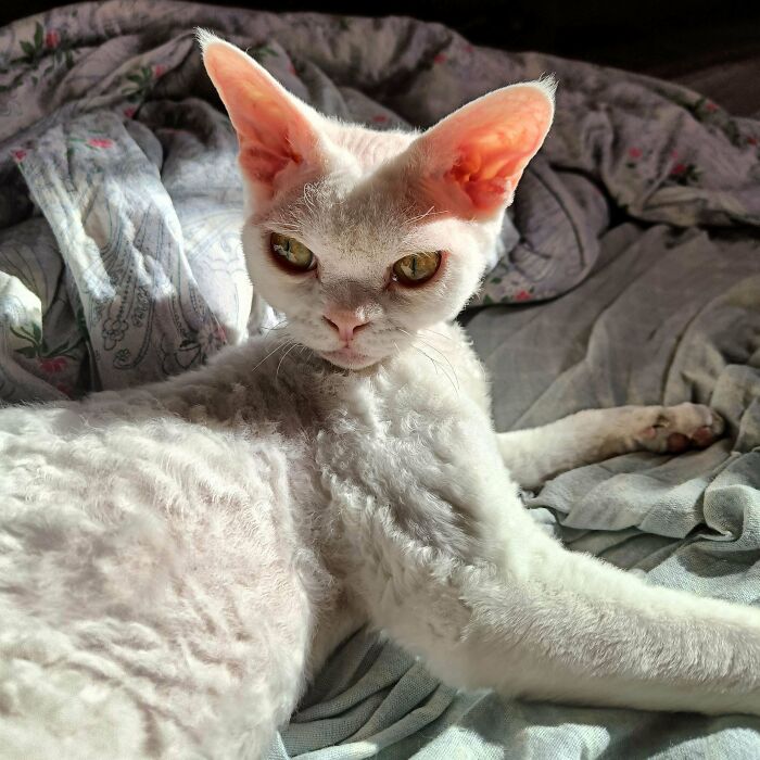 6. Crystalline eyes locked on target.