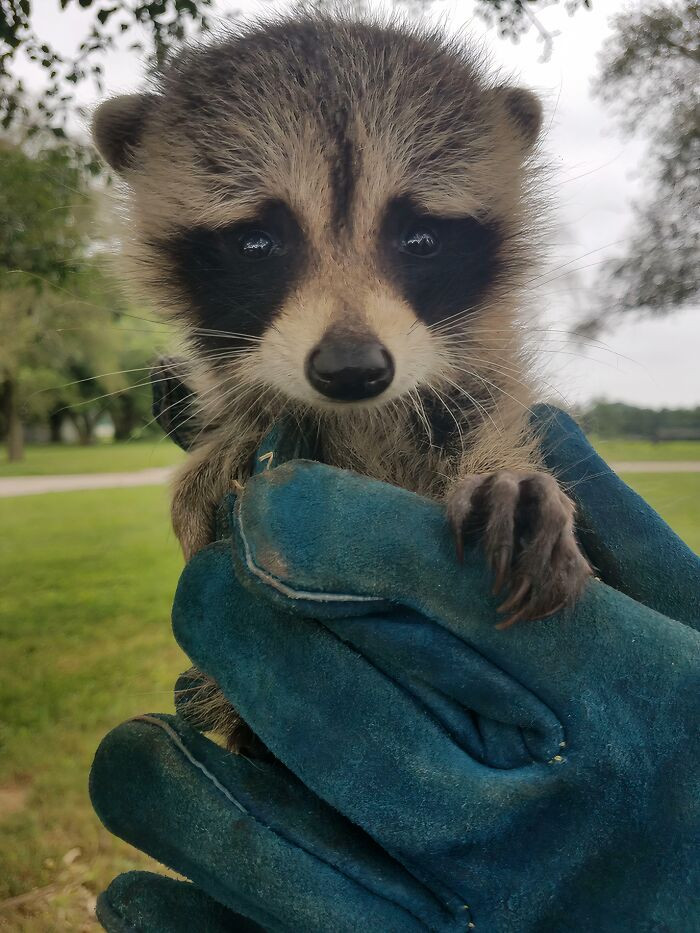 "Saved This Trash Panda At Work"