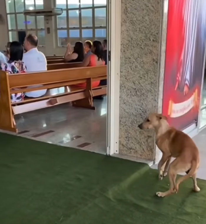 The dog decided to sit by the entrance and patiently wait for the couple to finish the wedding ceremony