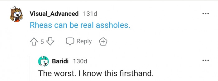 Who else has had a first-hand experience with Rheas?