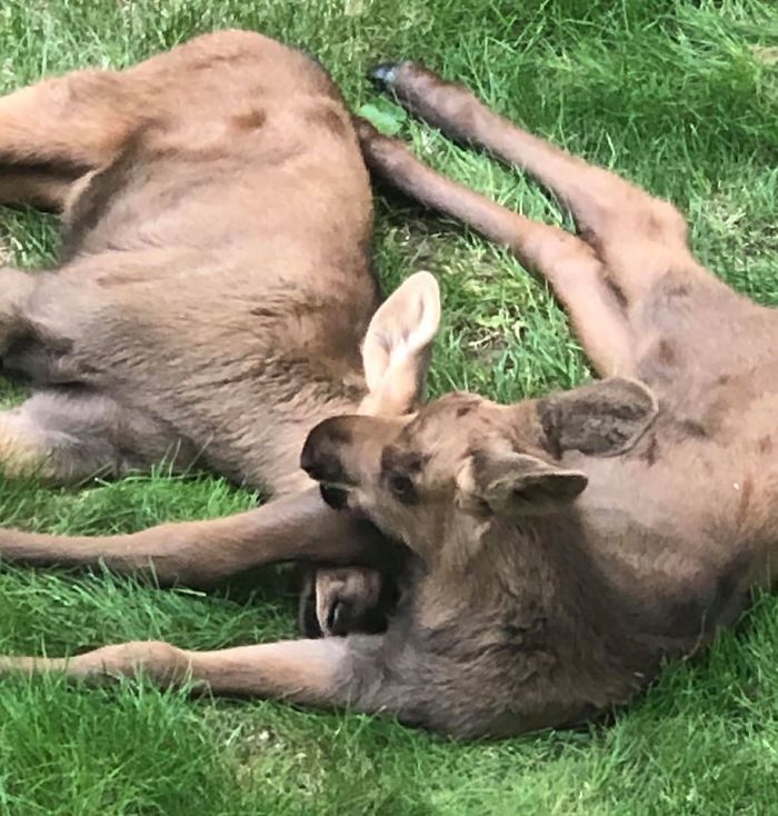 For example, many people use fencing to protect their gardens and ornamental plants from hungry moose.