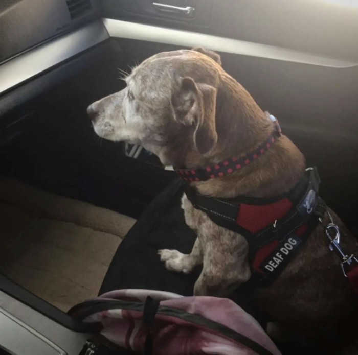 After being together for a while, Solo’s new owner realized that he was completely deaf and had serious dental problems. Messina’s dedication to love and care for the dog brought them closer.