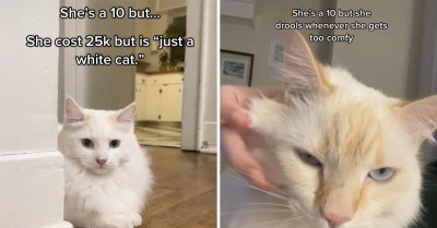 5 TikToks Of Cats Taking Over The "She's A 10 But" Trend