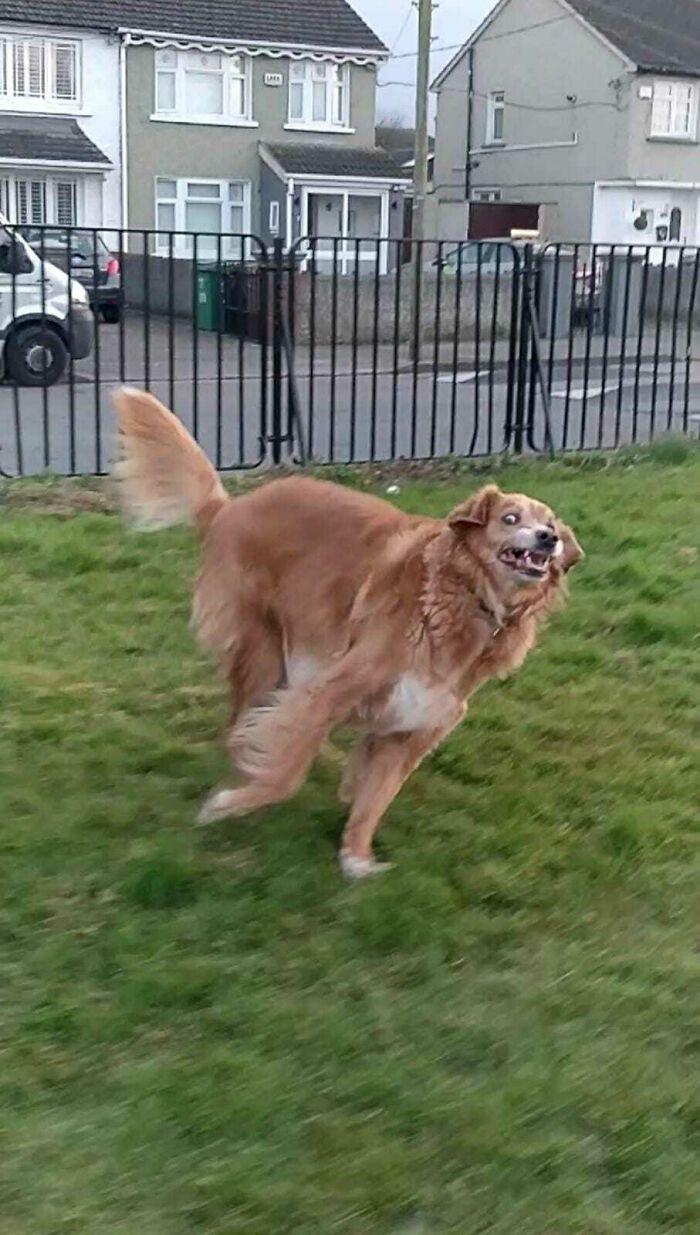 26. Can someone tell me what this dog is running away from?