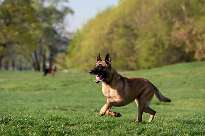 5. Belgian Malinois