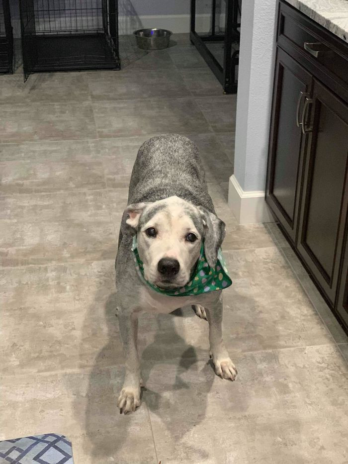 35. “Shadow (14-Years-Old) Is My Handsome Old Man. He Used To Be Completely Black With A Little Bit Of White”