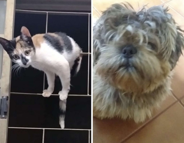 Lupim and Milly are best friends, but his new haircut caused a rift in that friendship.