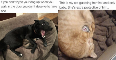 20 Mood-Lifting Dog Memes For Dog Lovers All Over The World