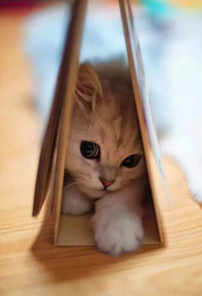 8. This cat is determined to fit anywhere she possibly can, and she looks adorable doing so.