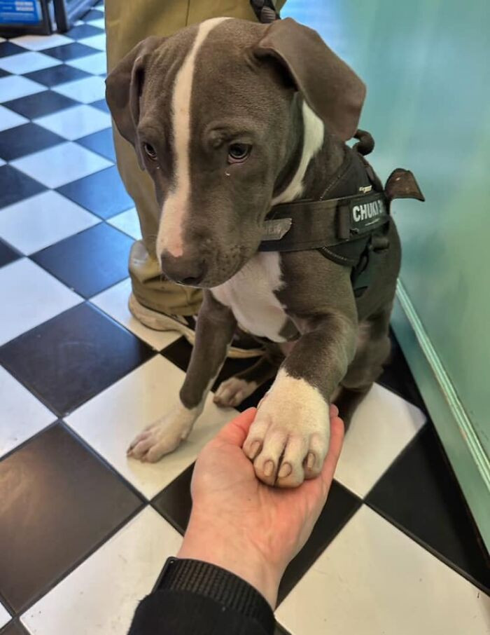 28. Puppy!!! I Gave Him My Hand To Sniff And Decide If He Wants Pats And He Handed His Paw And The Entire Place Went "Awwwwwww"