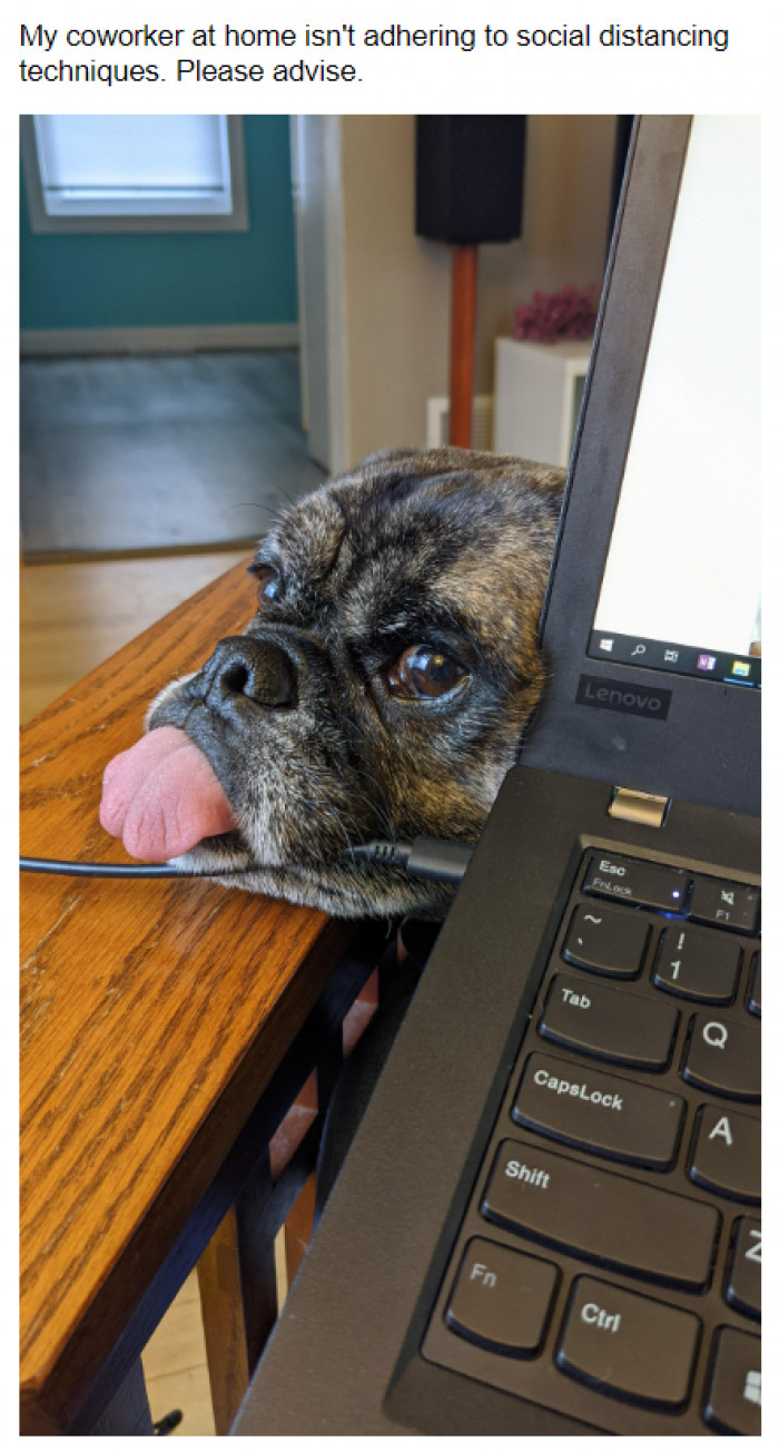 8. This doggo won't bother with social distancing.