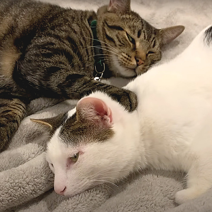 Soon after the introduction, Kitty Boy and Joey were playing and cuddling together.