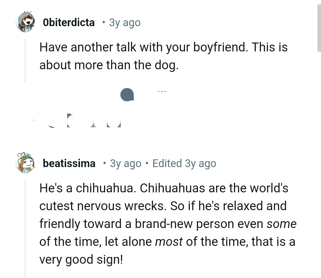 Chihuahuas are the world's cutest nervous wreck