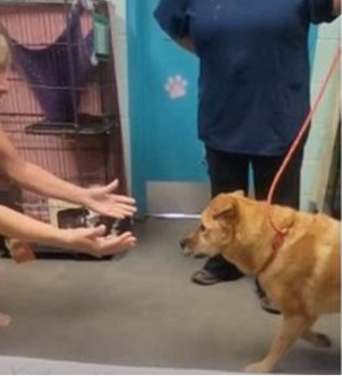 Fiona, an old dog had been missing for a little over a month after disappearing during a vacation with her family