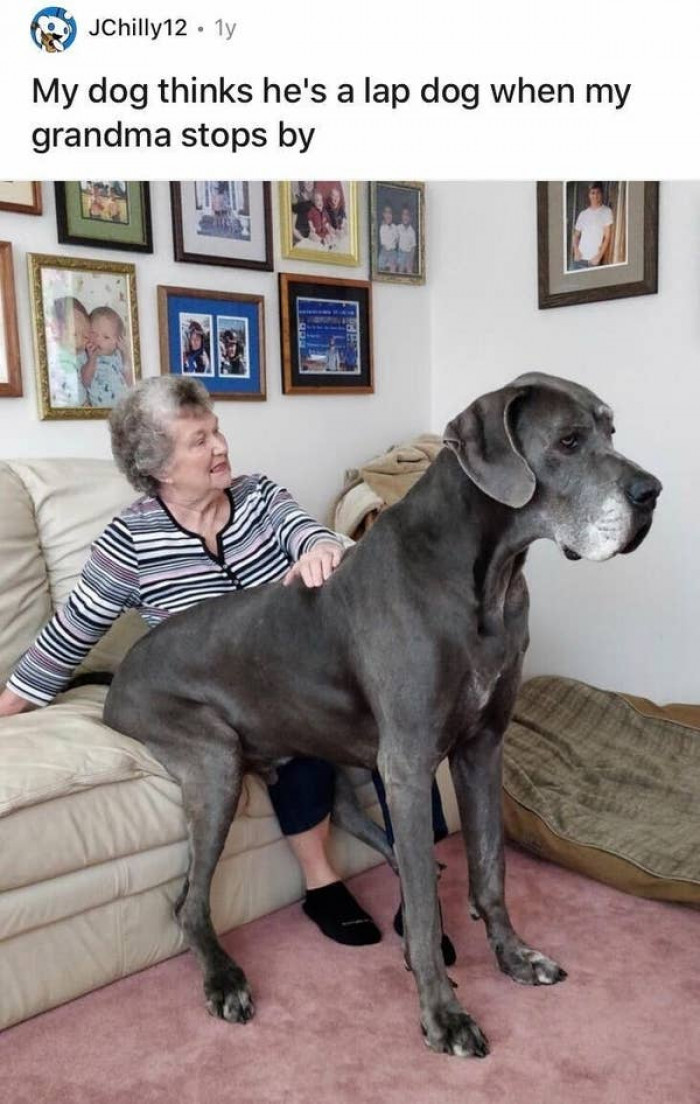 6. And this big pooch, who spotted Grandma's lap and jumped on it: