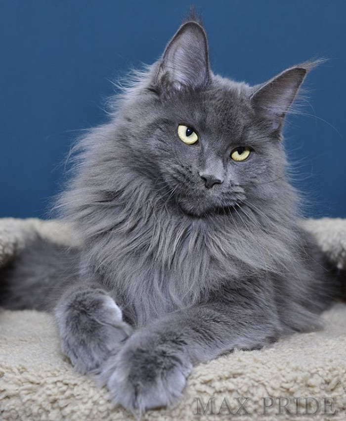 What eye colors do blue Maine Coons have?