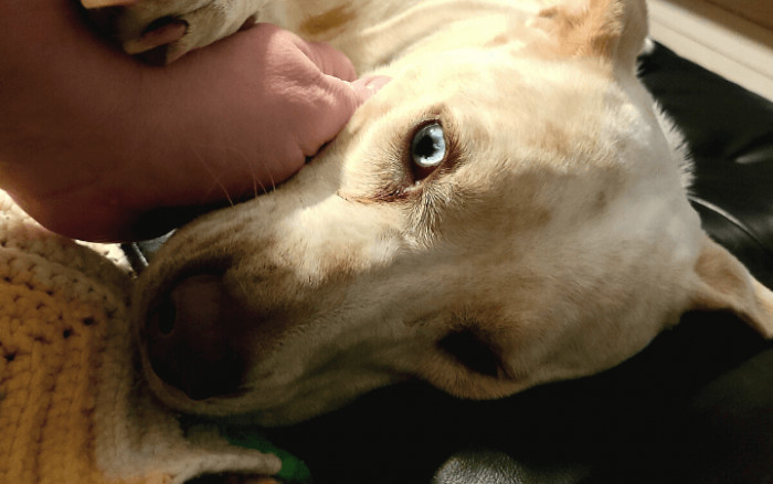 Steve could relate to his needs, which were similar to his own. He discovered that Ernie spent most of his ‘childhood’ between the Texas Humane Heroes shelter and the previous shelter he was in. It was nearly 200 days without a forever home.