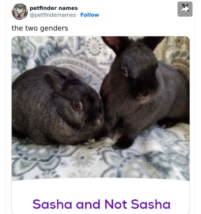Sasha and Not Sasha