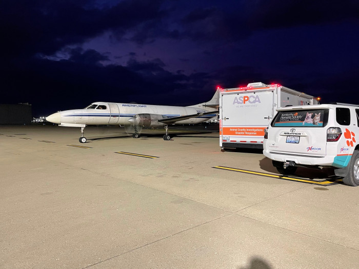 All 100 cats were fed and secured in clean, travel-safe carriers for their trip.