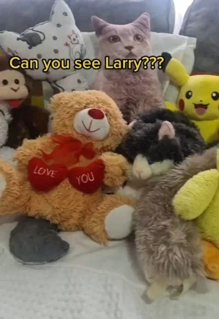 Can You Spot the Cat?