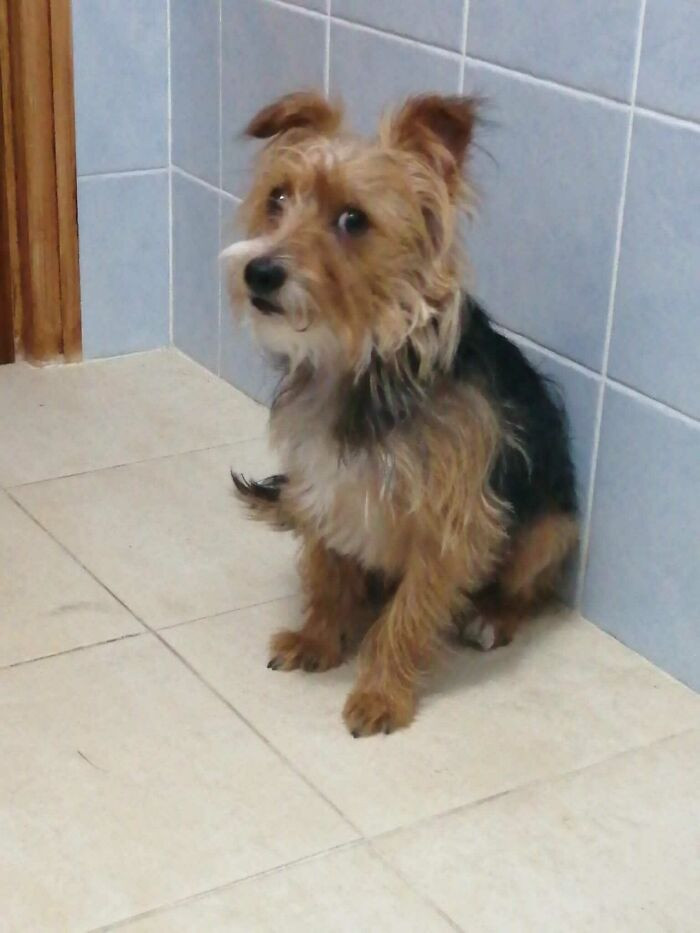 22. How your dog looks at you when you mention the vet