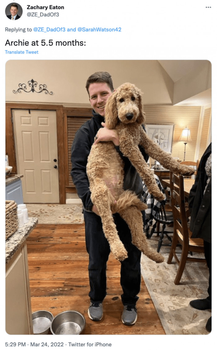 9. Doggos just grow so fast!